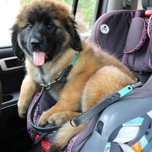 Load image into Gallery viewer, Color Tab+Black &quot;Get a Grip&quot; DAE Lead Leash WIDE (Large/XL Dogs)