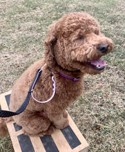 Load image into Gallery viewer, &quot;Double Trouble&quot; 2-Connection Grip Leash Narrow (Sm/Med Dog)